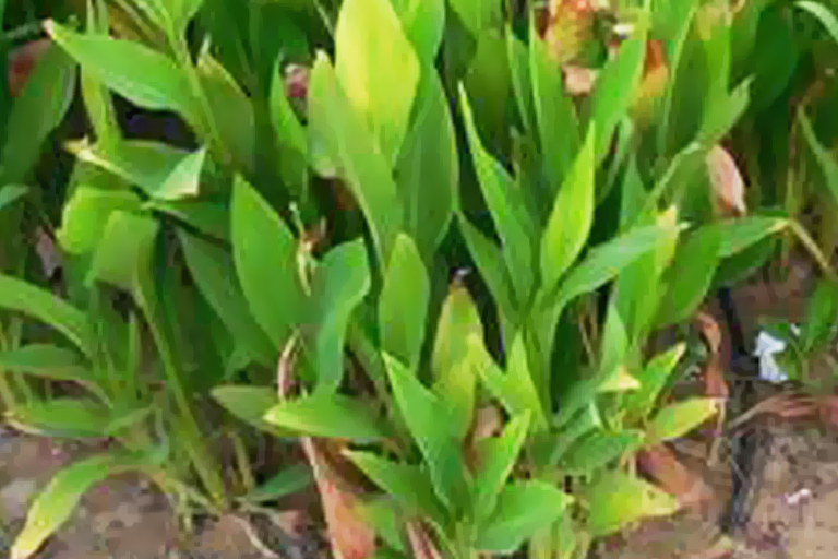 பொங்கல் பண்டிகைக்கு மஞ்சள் கொத்து ஏன்?