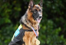 Lao Wu – Anjing pertama terima anugerah Polis Pahang