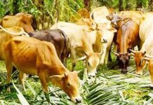 Kandang lembu dan kambing diroboh kerana pemilik ceroboh tanah rizab kerajaan