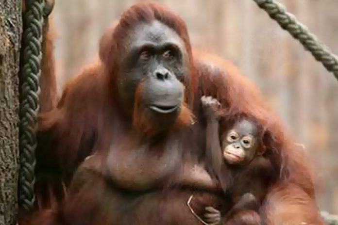 orang hutan