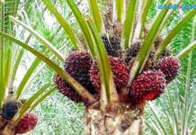 Kelapa Sawit: Hubungan baik Malaysia dengan India