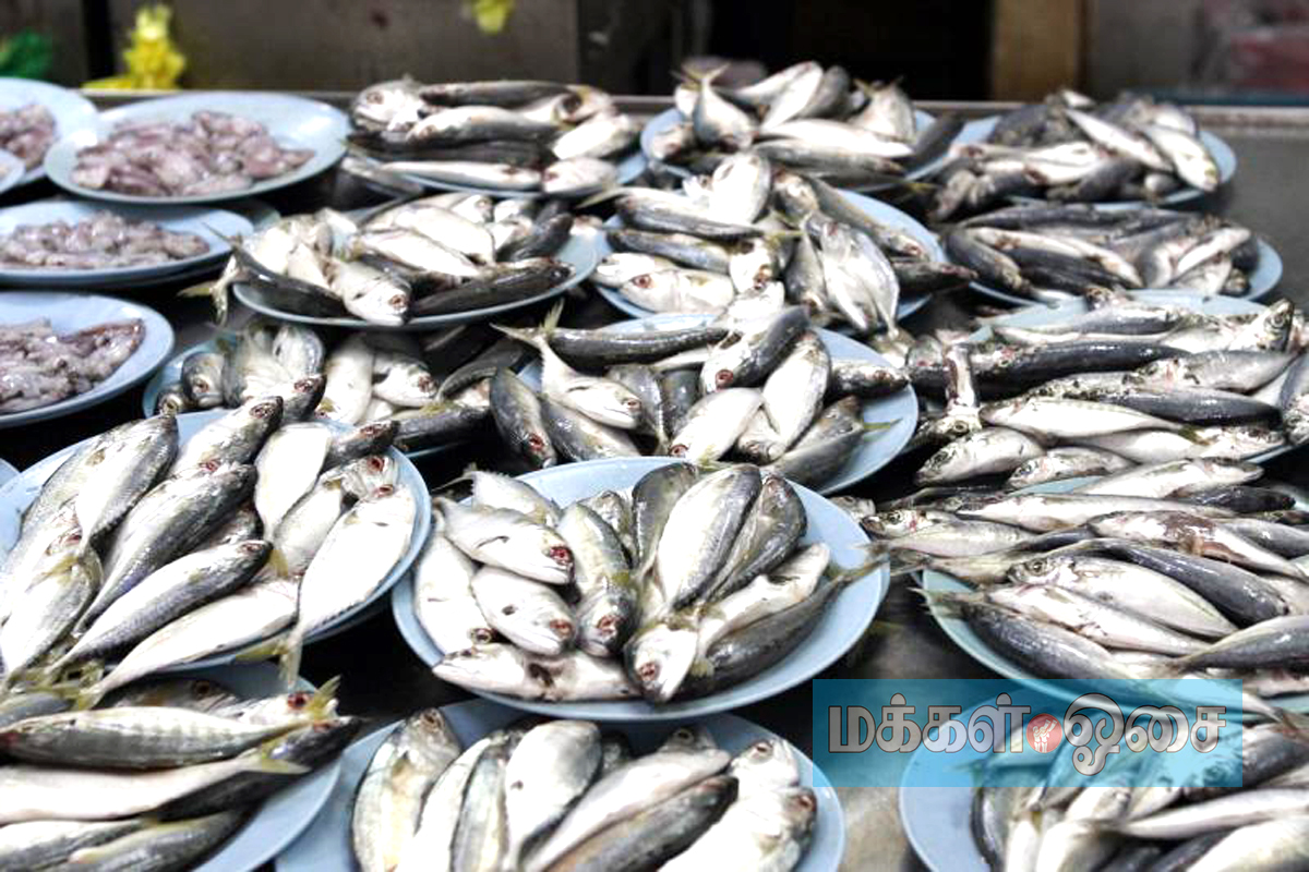 செகிஞ்சான் வட்டாரத்தில் மீன் விலை வரலாறு காணாத வீழ்ச்சி!