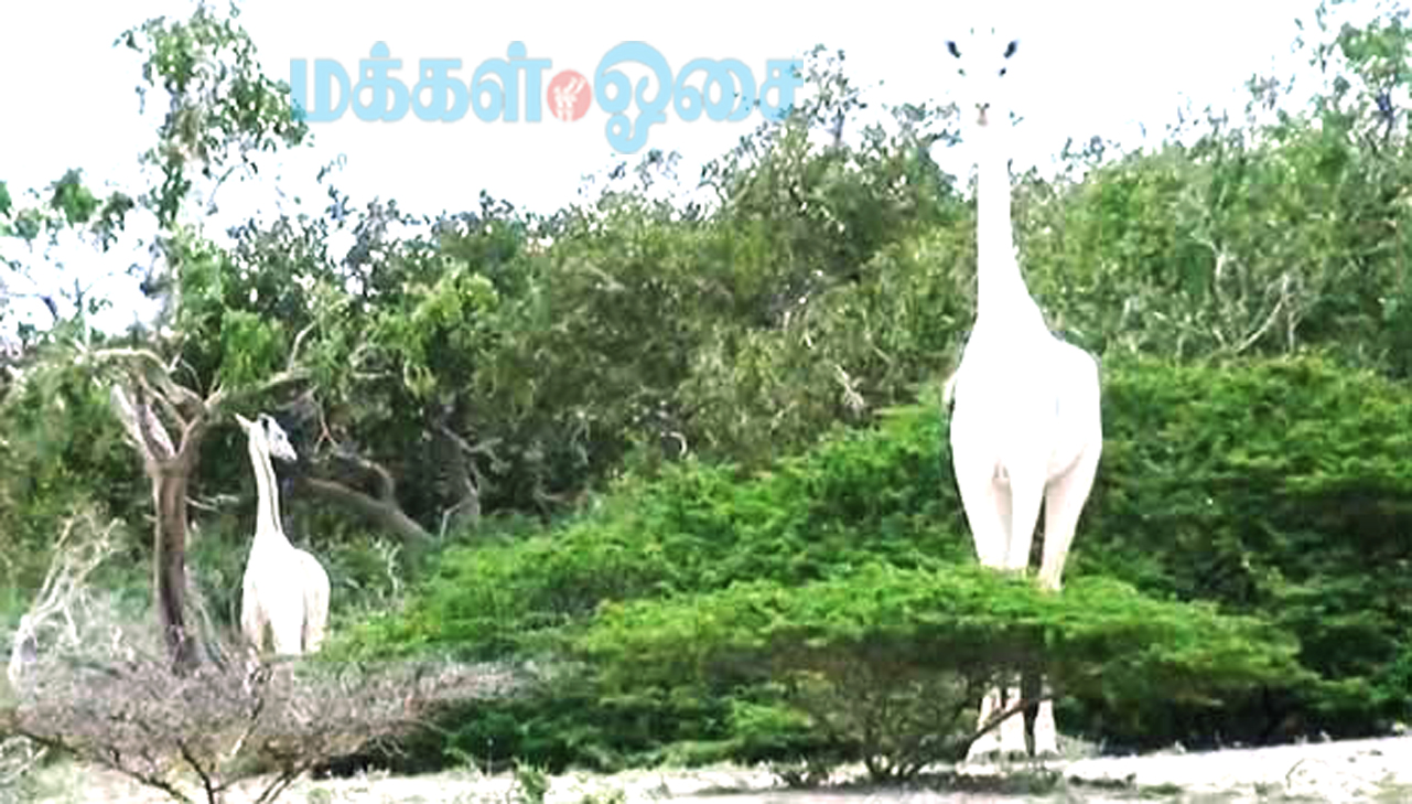 உலகின் கடைசி வெள்ளை நிற பெண் ஒட்டகச்சிவிங்கியை குட்டியுடன் கொன்ற வேட்டைக்காரர்கள்