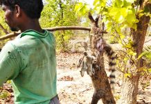 கள்ள வேட்டை காலியாகியிருக்கிறது