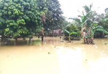 மரங்களை வெட்டுவதற்கும் வெள்ளத் தடுப்புகளுக்கும் விதிக்கப்பட்ட தடையை அமல்படுத்துமாறு சிலாங்கூருக்கு வலியுறுத்தல்