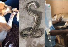 தன் உயிரைக் கொடுத்து 4 உயிர்களைக் காப்பாற்றிய வாயில்லா ஜீவன் தாரா