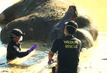 ரசாயனப் பயன்பாட்டினால் வனவிலங்குகளை அழியும்