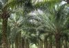 Ladang kelapa sawit akan dibuka semula di enam daerah di Sabah