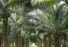 Ladang kelapa sawit akan dibuka semula di enam daerah di Sabah