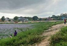 38 ditahan ambil gambar bunga teratai