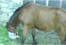 எஜமானை காப்பாற்றி உயிரை விட்ட குதிரை