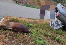 Kereta membawa lembu curi terbalik