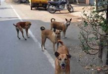 நாய் கடித்த சிறுமிக்கு சிகிச்சை அளிக்க மறுத்ததால் பரிதாபமாக உயிரிழப்பு