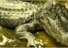 Saturn, Alligator yang Selamat dari Perang Dunia II, Mati di Usia 84 Tahun