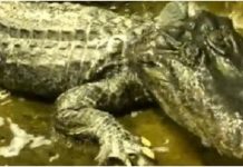 Saturn, Alligator yang Selamat dari Perang Dunia II, Mati di Usia 84 Tahun