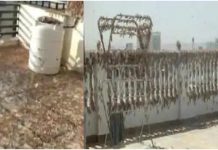 உணவுப் பயிர்களை சேதப்படுத்தும் பாலைவன வெட்டுக்கிளிகள்