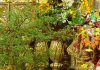 துன்பங்களைப் போக்கும் துளசி