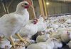 3,070 ayam daging tidak sempat sampai Thailand