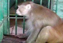 Dipercayai Berang Tak Dapat Bekalan Minuman Keras, Seekor Monyet Dilapor Mengamuk Hingga Korbankan Seorang Lelaki