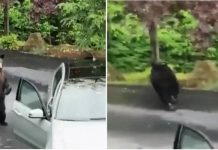 Beruang cuba curi kereta?