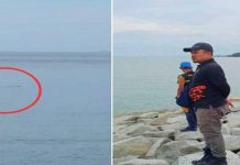 Buaya muncul di Pantai Irama