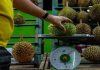 12 peniaga durian dikompaun tipu alat timbang