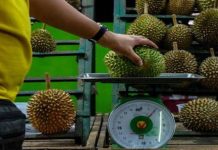 12 peniaga durian dikompaun tipu alat timbang