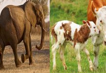 உயிரின் விலை