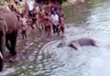 யானை கொல்லப்பட்டது எப்படி? தேங்காய்க்குள் வெடிமருந்து