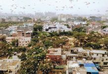 Kota Satelit Di India Jadi Mangsa Serangan Belalang Gurun
