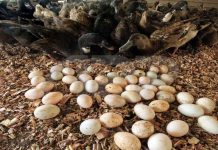 Dari litar lumba, Wazi kini pengedar telur masin