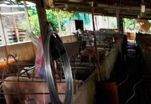 Dua kes JE dikesan di Pulau Pinang