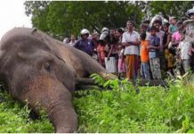 வாய், வயிற்றில் காயங்களுடன் இறந்த காட்டு யானை: மலப்புரம் அருகே மீண்டும் பரபரப்பு