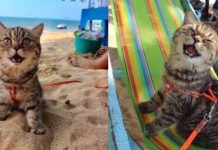 Tak Henti-Henti ‘Senyum’, Reaksi Kucing Ini Pertama Kali Dibawa Ke Pantai Tarik Perhatian Ramai