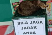 பூனைக்கு மரியாதை