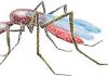 KKM Kesan 14 Kes Malaria Di Ampang, Majoriti Melibatkan Warga Asing