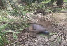 Mayat di ladang kelapa sawit