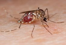 அரசியல் நடத்துகிறது கொரோனா