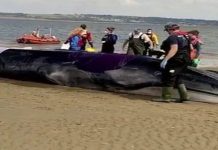 Ikan paus mati selepas terdampar di beting pasir