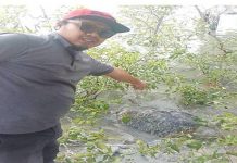 Jumpa bangkai penyu terapung