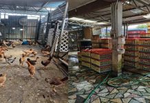 Ubah Rumah Tengah Bandar Jadi Reban, DBKL Gempur Premis Haram Bela Ayam Di Cheras