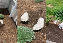 Netizen Seram, Tengok Tangan Dan Kaki Palsu Jadi Hiasan Laman Rumah