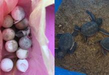 Beli Telur Penyu & Lupa Nak Makan, Akhirnya Telur Menetas
