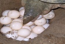 ‘OPS TAPAU’ Berjaya tahan penjual telur penyu di media sosial