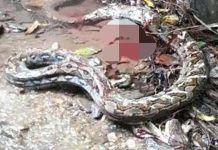 Remaja Maut Dibelit Ular Sawa