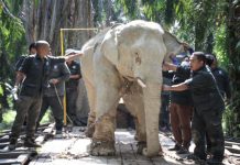 GAJAH Makan Durian Penduduk Dipindahkan