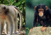 Peranjat Beruk Peranjat Kera