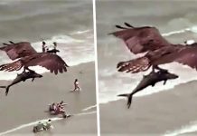 Burung gergasi sambar ikan besar di pantai AS
