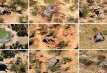 350-க்கும் அதிகமான யானைகள் மர்ம மரணம்