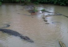 Lelaki disambar buaya